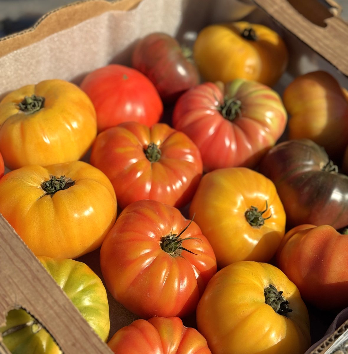 FreshForwardYEG's tweet photo. 🍅 Heirloom Tomatoes are their bringing vibrant colours and rich flavour to the fall season!

Their unique appearance and taste make them a standout choice for retail displays, culinary features and seasonal menus! https://t.co/pGeLqqI1OL