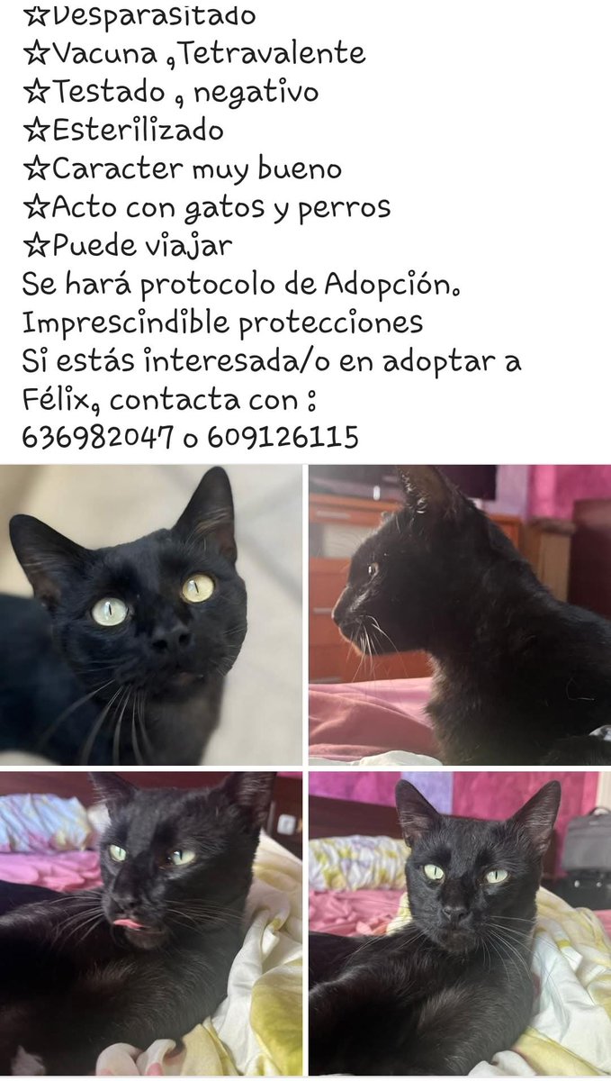 #ESPAÑA #Jerez Externo¡Un hogar para este gatito