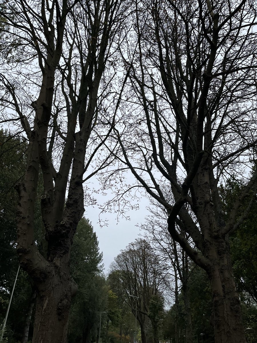 Het is mooi

Het is mooi
Hoe een boom ook zonder bladeren
Blijft staan
Om zichzelf volledig te geven
En zich dan weer te bedekken
In een dieper geluk
Van blijvende aanvaarding

-Luc Delaey