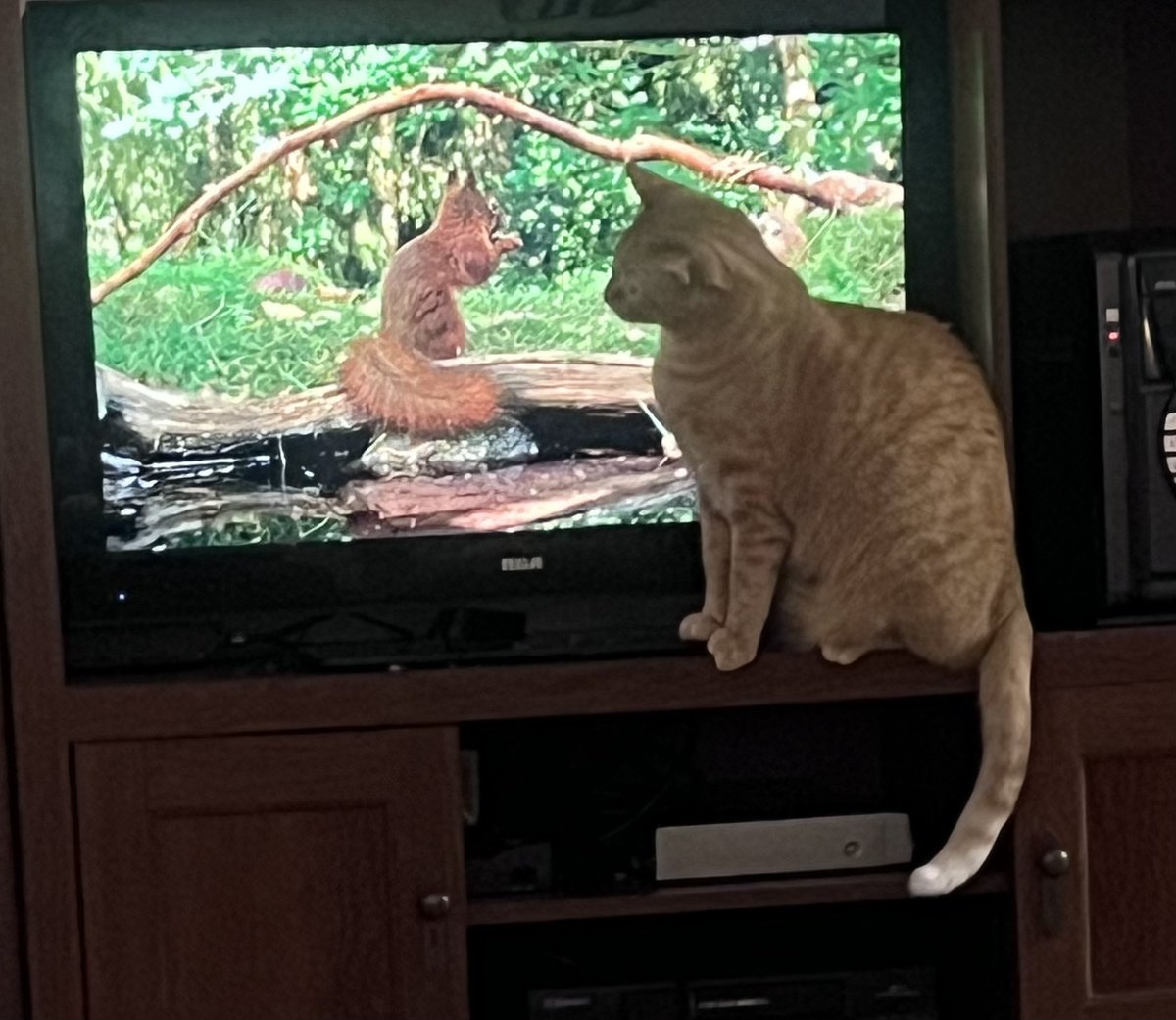 TwoCatsToday tweet media