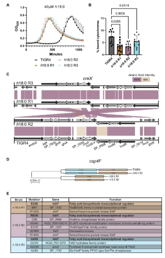 This #JBacteriology study describes how S. aureus-produced h18:0, a fatty acid whose function are still being described, to act as an interspecies competition molecule against S. pneumoniae, and how the pneumococcus can adapt to overcome its toxicity. asm.social/2Da