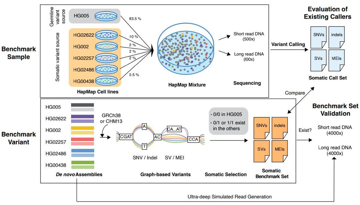 jsantoyo's tweet image. A Pangenomic Method for Establishing a Somatic Variant Detection Resource in HapMap Mixtures.#SomaticVariantDetection #HapMap #Pangenomics @biorxivpreprint
biorxiv.org/content/10.110…