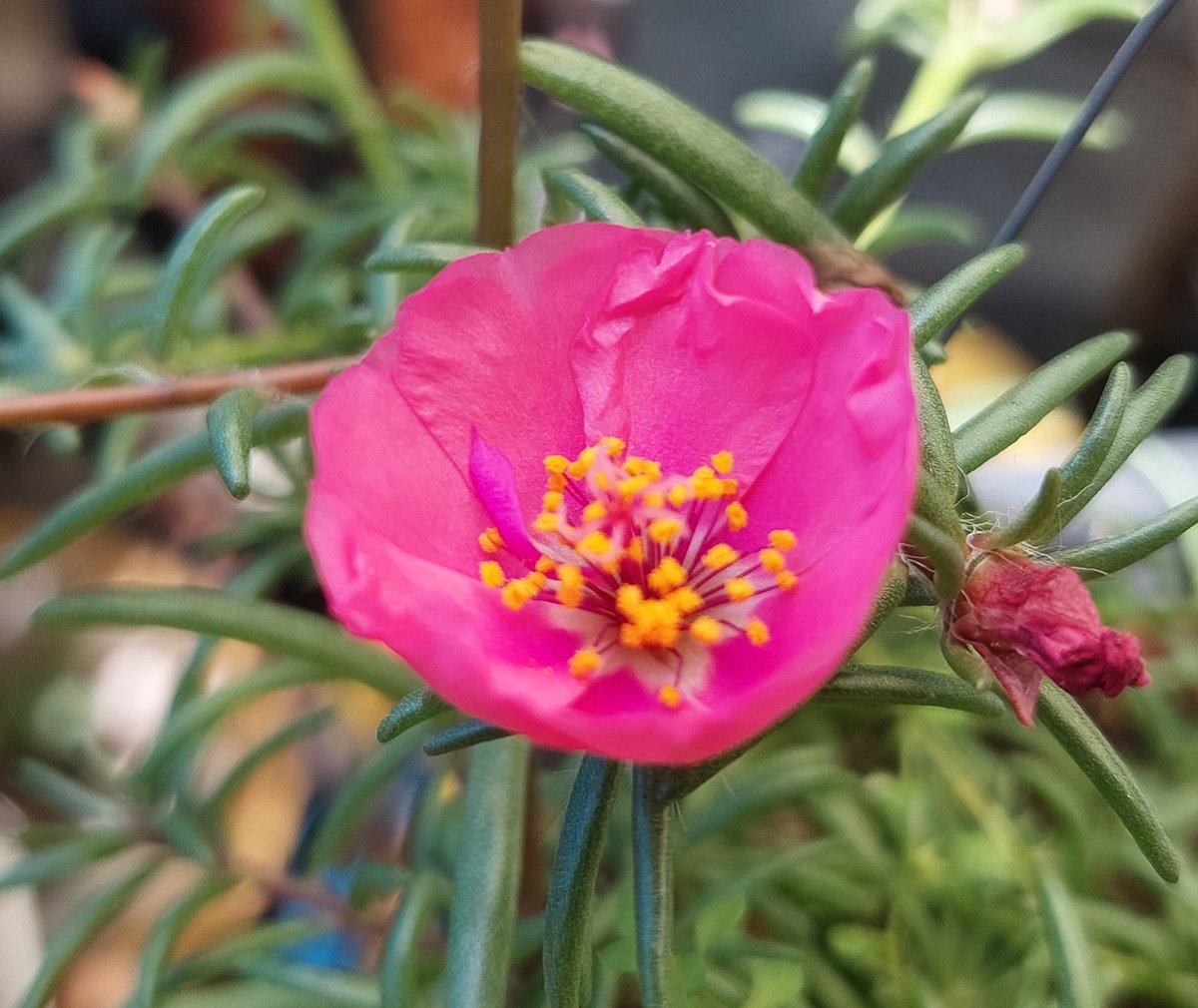 “En las pequeñas flores y sus colores se esconden milagros.”
#ViernesDeFlores
#FelizViernesParaTodos