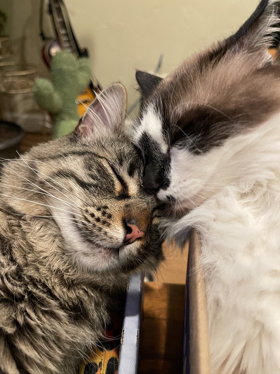 Andrea56822453's tweet image. #PostAFavPic4VioletOct25
Day 3: body language
This is how we say “I Love mew”. No words needed.🥰💕

#NationalBodyLanguageDay #CatsOfX #CatsOfTwitter #caturdayEve #SNELovesPets