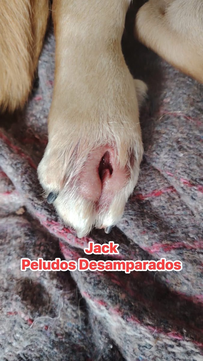 .<a href="/Plu2Desampara2/">Peludos Desamparados</a>