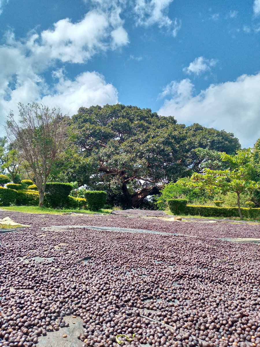 A bright day means value addition to coffee at #MashaCoffeeUg.<a href="/CoffeeUganda/">MAAIF_Coffee Production & Development Dept</a> <a href="/KapchorwaDLG/">Kapchorwa District Local Government</a> <a href="/ITCnews/">International Trade Centre (ITC)</a> <a href="/DanielKibet_/">Daniel Kibet</a>