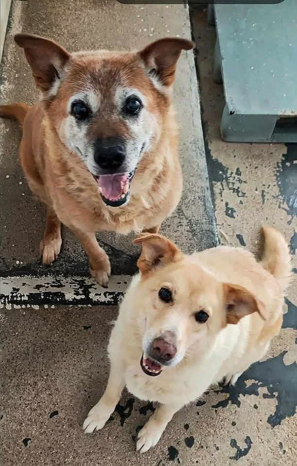 Continuano a sorridere ma nessuna richiesta per loro😢

PASQUALINO E PASQUALINA , hanno circa 13/14 anni. Sono una coppia innamoratissima e inseparabile che ha fatto ingresso in canile nel 2013.
Nonostante abbiamo trascorso 11 anni in una cella, sono meravigliosamente sereni,