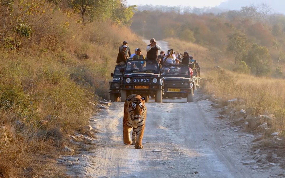 gaurravbhrdwj's tweet photo. Panna tiger reserve
Vindhya mountain range #Biodiversity #tiger #Conservation landscape
Face on photo session on Ken river bank tourists vehicle track.
#IndiAves #indiaexplained #ThePhotoHour #bigcatdiary #wildlifeconservation #wildphotography #bigcatphotography https://t.co/3A9gufFqma