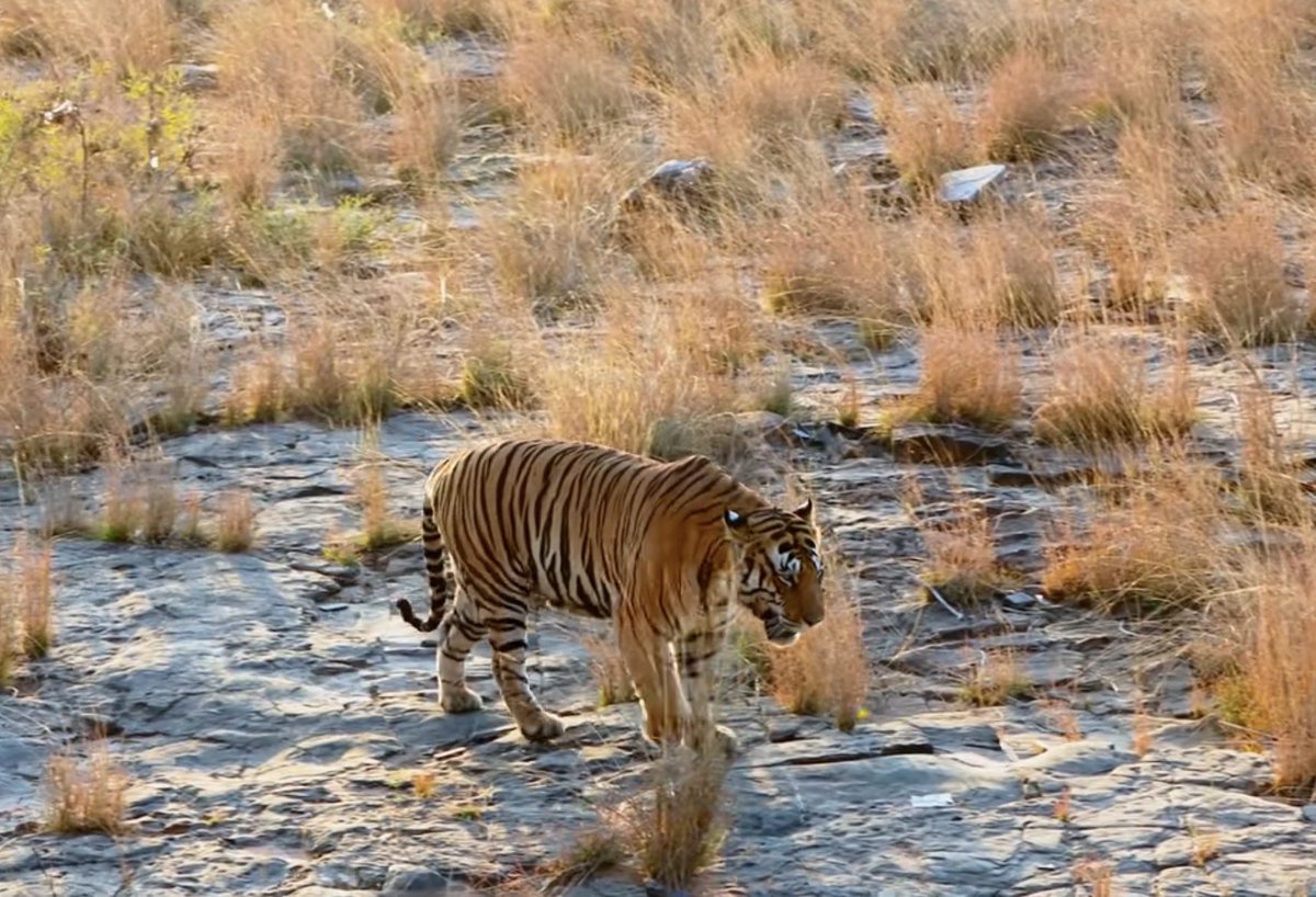 gaurravbhrdwj's tweet photo. Panna tiger reserve
Vindhya mountain range #Biodiversity #tiger #Conservation landscape
Face on photo session on Ken river bank tourists vehicle track.
#IndiAves #indiaexplained #ThePhotoHour #bigcatdiary #wildlifeconservation #wildphotography #bigcatphotography https://t.co/3A9gufFqma