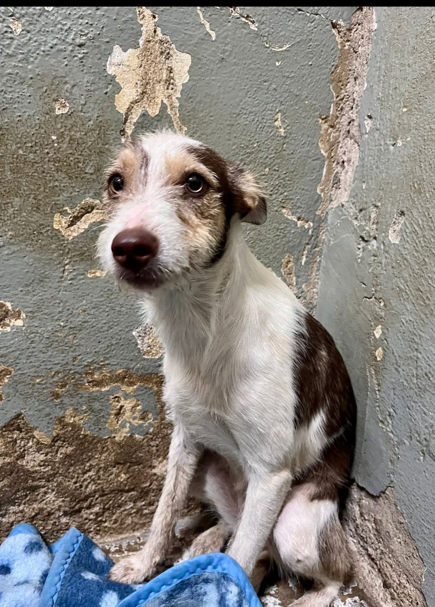 BurkManuela's tweet photo. Copio del Refugio San Jorge en Cáceres.
🟣VEGA🟣
CACHORRITA de unos 7 meses
que recogieron en Valdesalor
Es muy dulce, muy buena y sumisa
De tamaño mediano. Busca un HOGAR
Contacto : refugiosanjorge@gmail.com https://t.co/uhWRCxsBE2