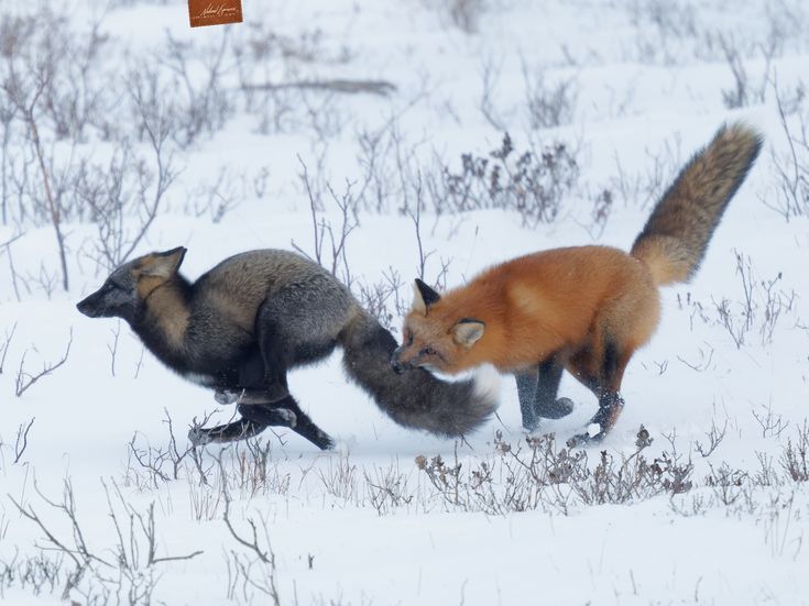 Run Foxo Run