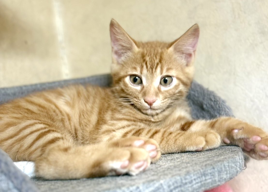 【里親さん募集】
茶トラ男子のイケメン・テオです。
ぼくを家族にしてくれる里親さま募集中ですよー😻
お見合い面談随時09013861888ピースにゃんこ函館うめこまで、☎️おまちしております🎃