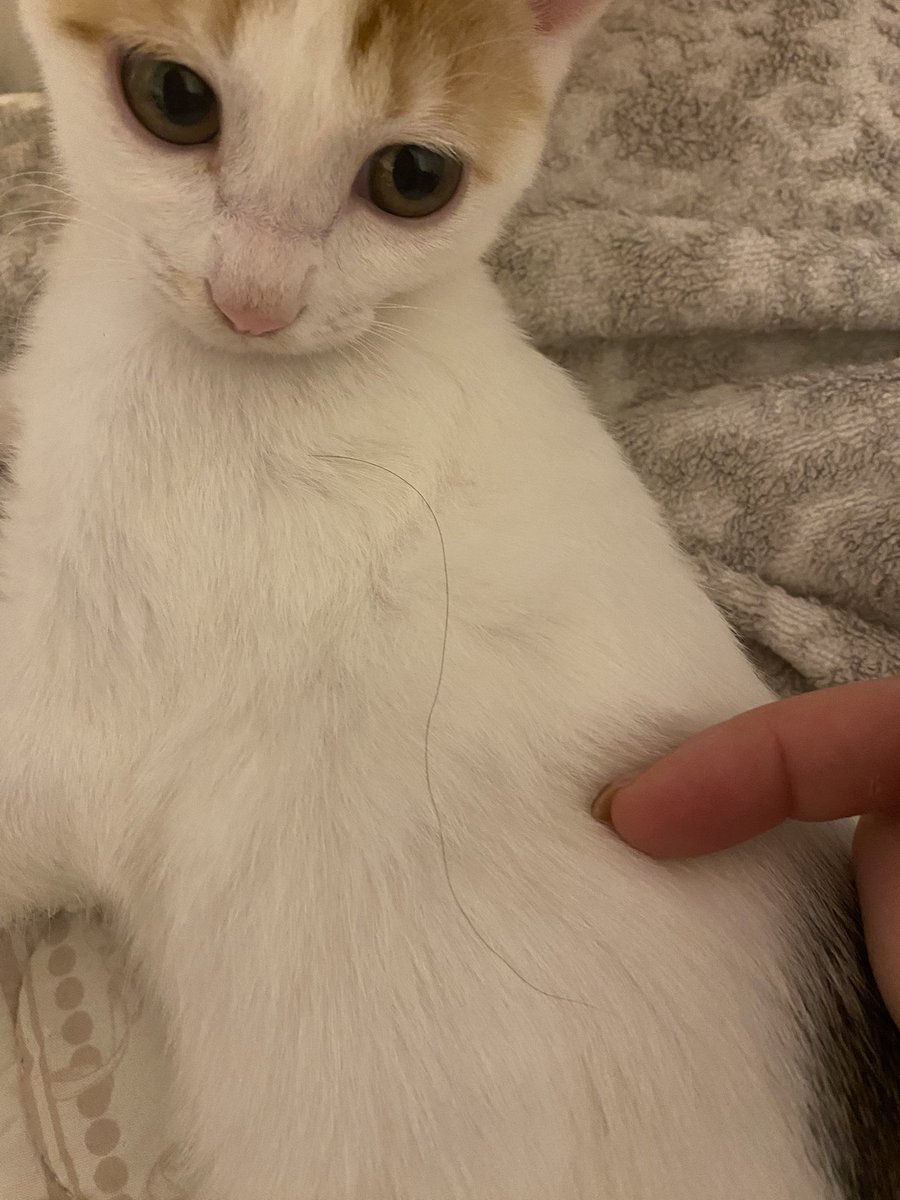 ポメラニアンのような猫 猫に育ててもらった恩はしっかり返す犬とちゃんと伝わってる猫が