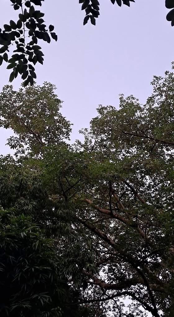 lightseekerusha's tweet image. Look Up: A Frame of Peace ☁️ Deep green canopy meets the hazy sky. That contrast is pure bliss. A simple reminder that peace is always waiting overhead. Breathe deep. 💚✨

​#NaturePhotography #Greenery #SkyView #PeacefulMoments #NatureLover #DelhiEvening #DelhiDiaries