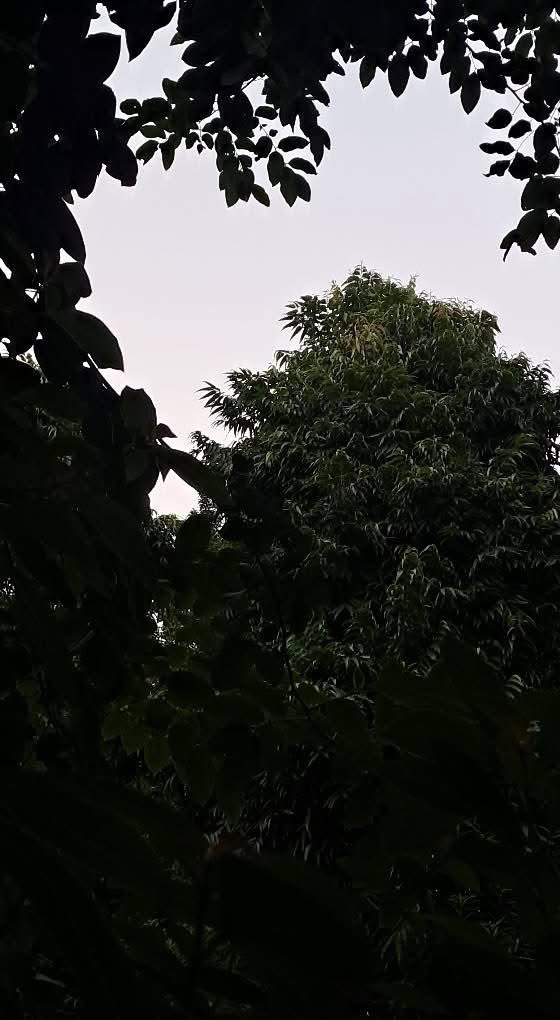 lightseekerusha's tweet image. Look Up: A Frame of Peace ☁️ Deep green canopy meets the hazy sky. That contrast is pure bliss. A simple reminder that peace is always waiting overhead. Breathe deep. 💚✨

​#NaturePhotography #Greenery #SkyView #PeacefulMoments #NatureLover #DelhiEvening #DelhiDiaries