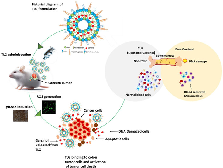 Intestinal_Cell's tweet image. 🧪 A targeted liposomal garcinol formulation was developed by using the VRPMPLQ-NC16 peptide to target colon tumors.
👉 bit.ly/3VPwnns