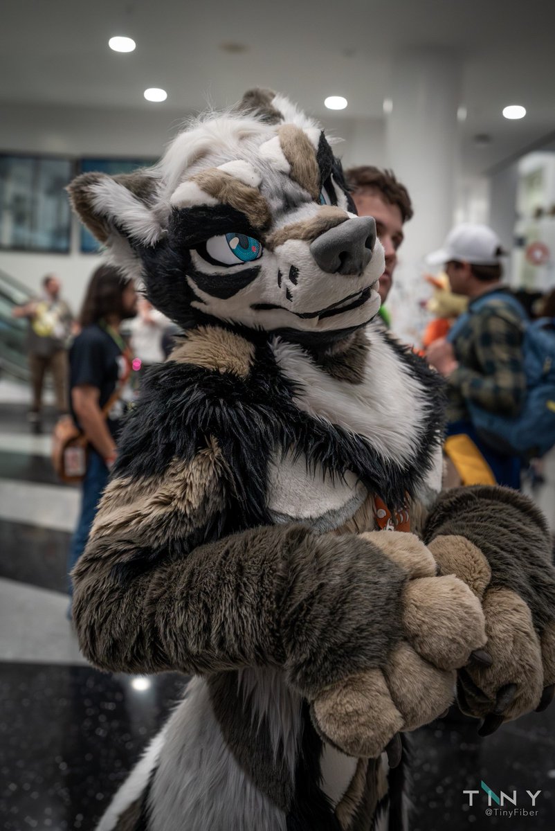The look he gives you before smothering you with wolf kisses 🐺🥰
#FursuitFriday 
📷: <a href="/TinyFiber/">Tiny</a>