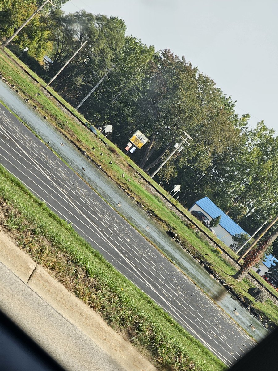 There's a pond that has an absolute community or geese..and they shit so much on this parking lot, that its like 80% poop..