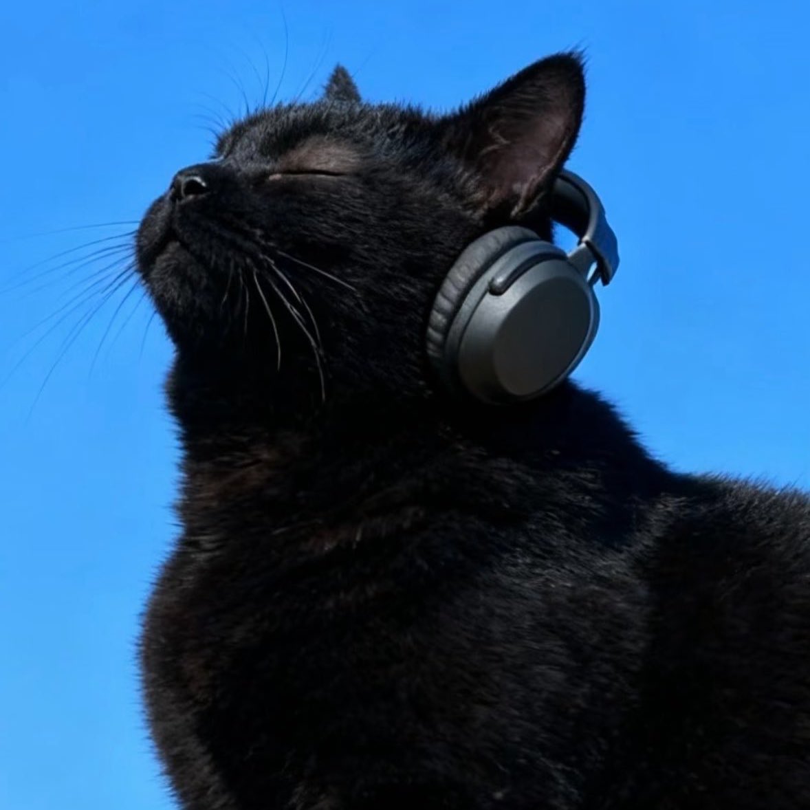 DBT0205's tweet image. 🐈‍⬛