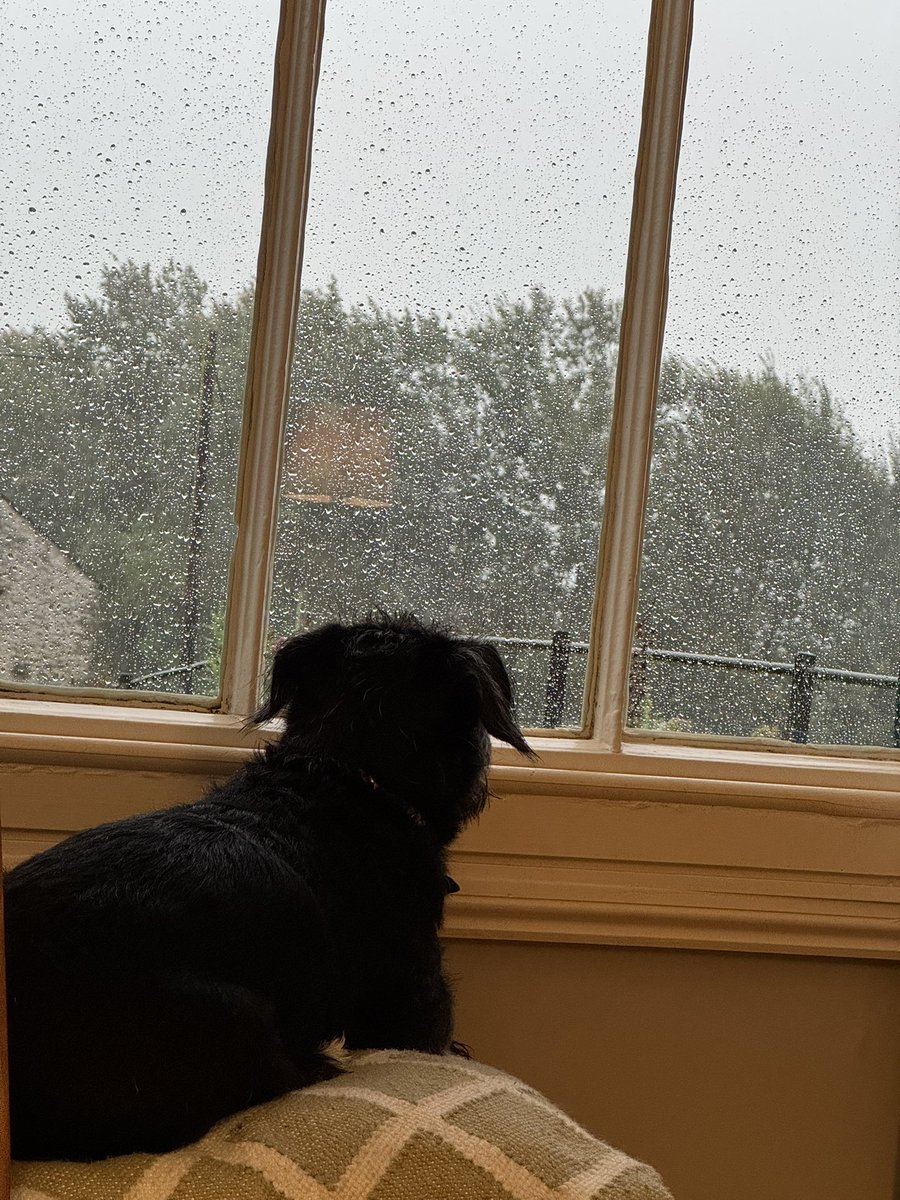 peterboo's tweet image. Holiday in England in October - Max is not so happy