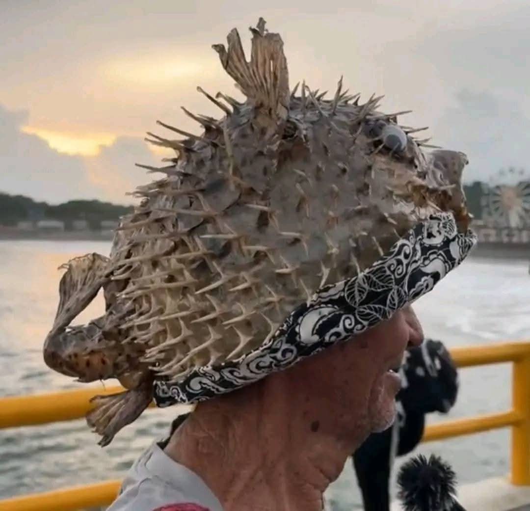 Quevo_Navarrete's tweet photo. Los sombreros locos de los cipotes del puerto https://t.co/RKUa4Gskgv