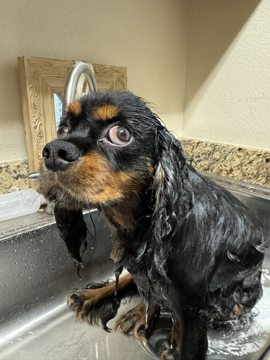 BrandonMArnold's tweet photo. How do you get the smell of skunk poop out of dog fur?
King’s asking for a friend!😆
#damndog https://t.co/y3fNhMhJ9k