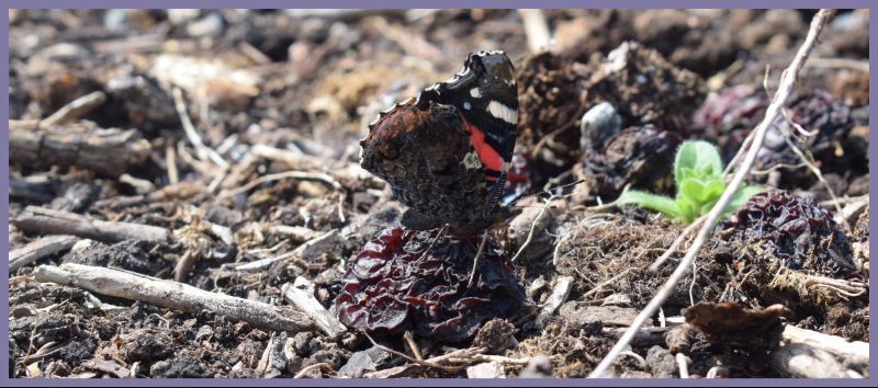 Jobs for the garden this month. Good news most are easy like leave your fallen leaves and fruit where they lay.  buff.ly/Qsx9w2C