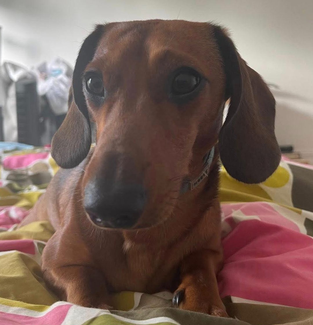 millypod1's tweet photo. NEWTON HOME SAFE. THANKS FOR RT's 😊🐕🐾
🆘22 SEPT 2025 #Lost Newton #ScanMe
YOUNG Brown Dachshund Male
Mud flats between Devoran roundabout & Norway Inn #Devoran #Cornwall #TR3
#Truro VERY NERVOUS.
Newton's group
https://t.co/XQnZ6qLTem
https://t.co/Syfqz9plUw https://t.co/QPjV4HUNbE