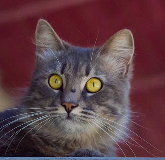 Катерина Галич tweet media