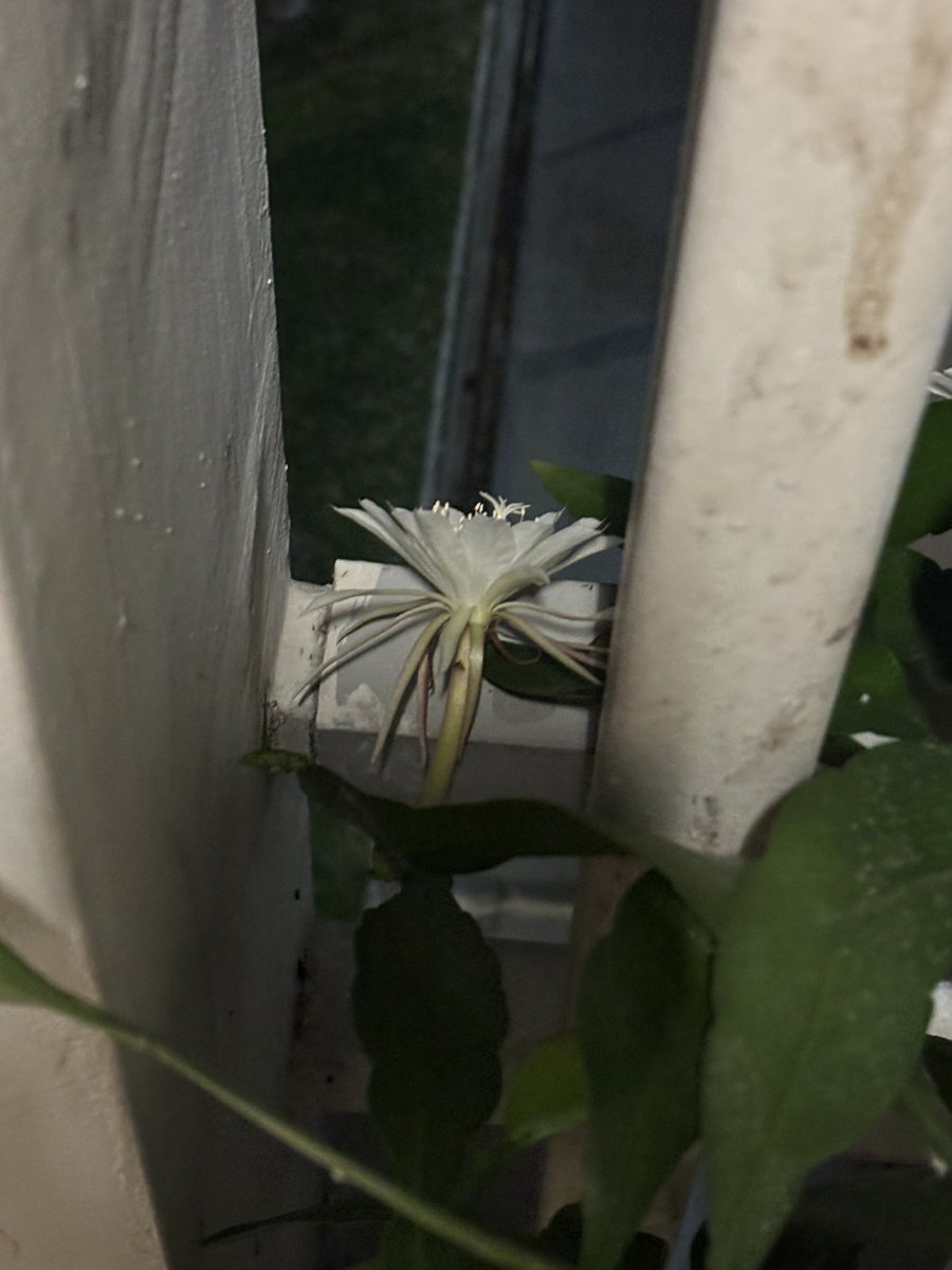 ℘ཞıŋƈɛʂʂყąŋŋ. tweet media