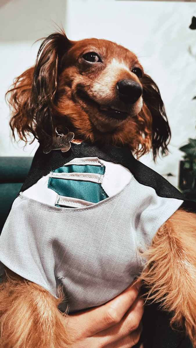 solo_poli's tweet image. Como que a Ramona le está gustando demasiado su disfraz este año 🎃😂
#SpookySeason #SameEnergy #PerroTwitter