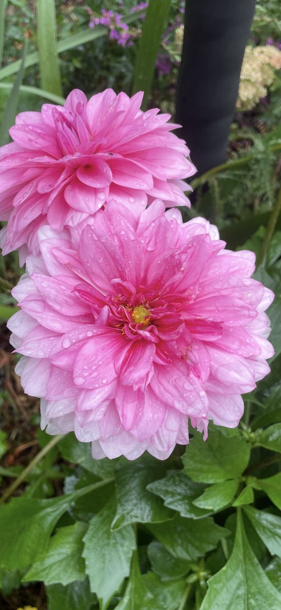 Andy6hutch's tweet image. Despite the wind💨 &amp;amp; heavy rain 🌧️ battering our gardens at the moment…. Do have a great evening &amp;amp; weekend all…. #FridayNightVibes 🍻#TheWeekend #HutchGarden 🌸 #Dahlias #GardeningX