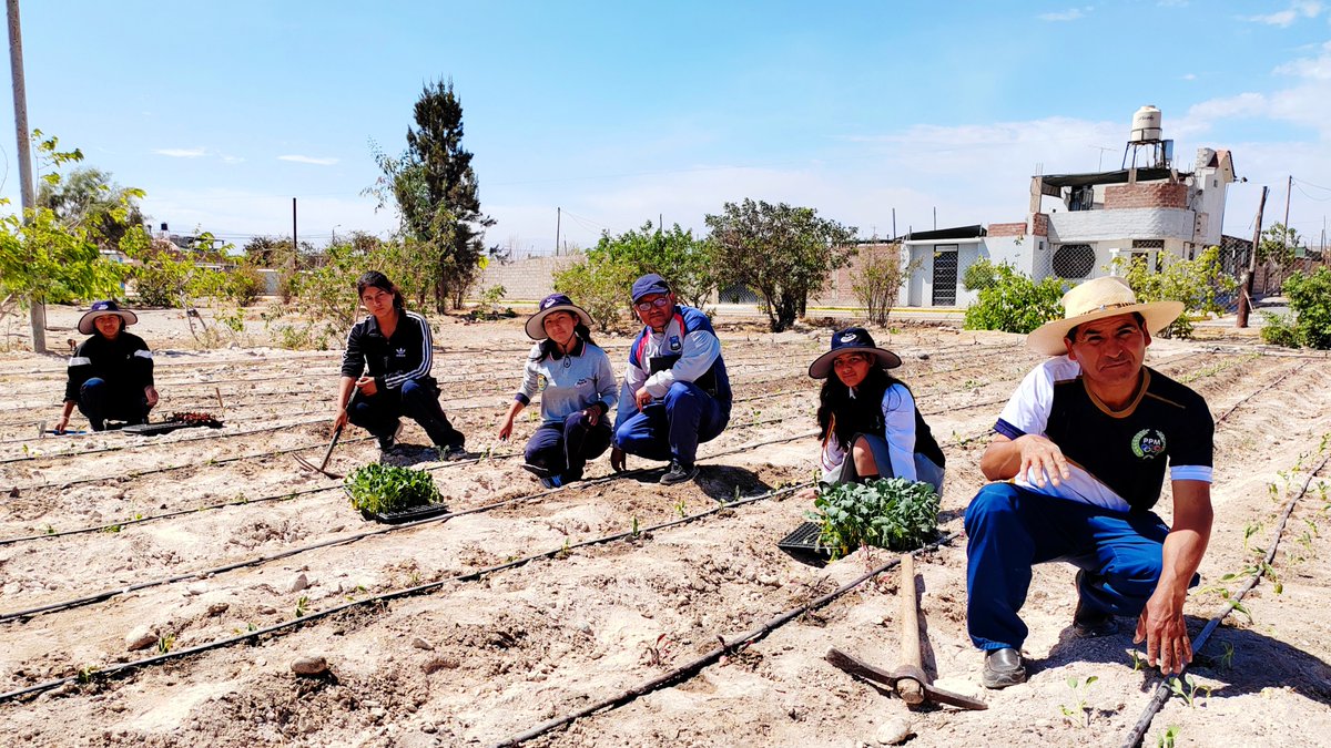 Midis_PNAEC's tweet photo. 🌱 Diversas verduras y hortalizas complementan los desayunos y almuerzos escolares que nuestro programa destina a 332 niños de la Institución Educativa 40284 en Majes, Arequipa. Ello, gracias al huerto escolar ecológico implementado por la comunidad educativa. #NotadePrensa https://t.co/7ReUocBnZ1