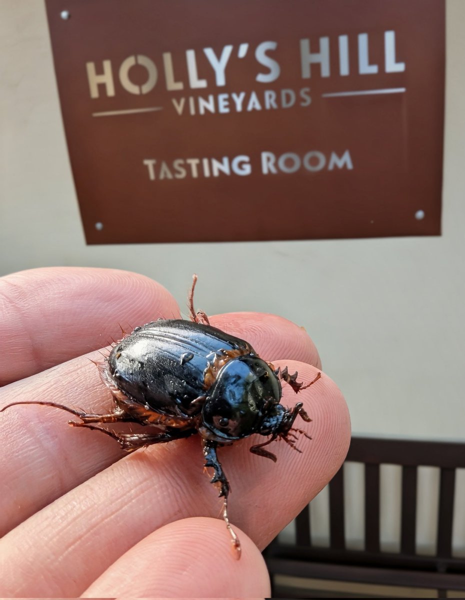 Rain in Placerville? 🌧 That means the beetles are back at Holly’s Hill 🐞🍷. Bonus this time of year: tarantulas wandering the vineyards (don’t worry, just looking for love ❤️🕷). #SierraFoothills #WineCountryLife #RuggedRefined