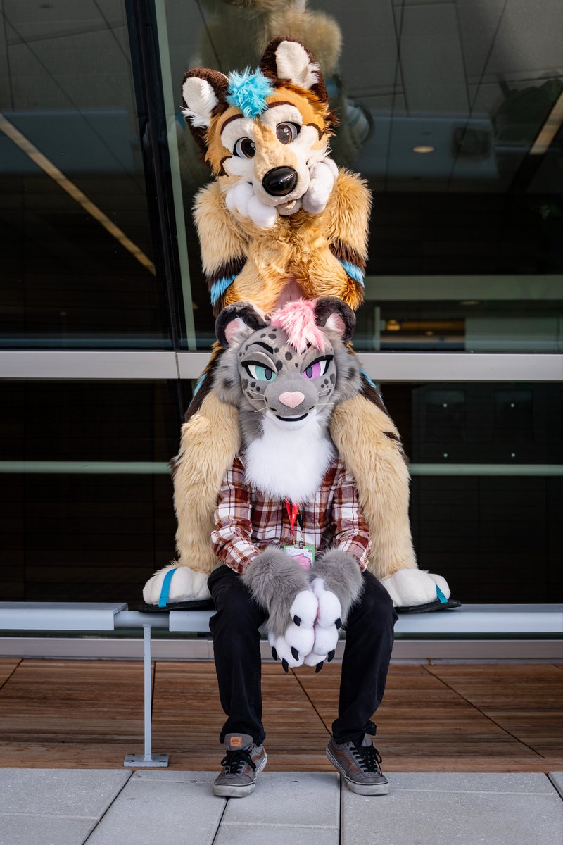 Doggo in his rightful place on top

📸 <a href="/gryphonfluff/">Robert</a> 
#FursuitFriday