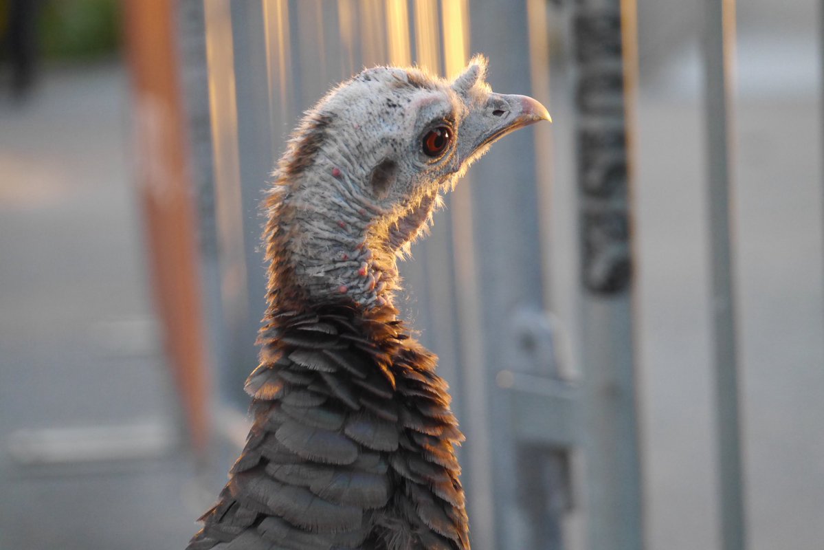 Hanabi_NYC's tweet image. Portrait of a turkey 

#birdcpp