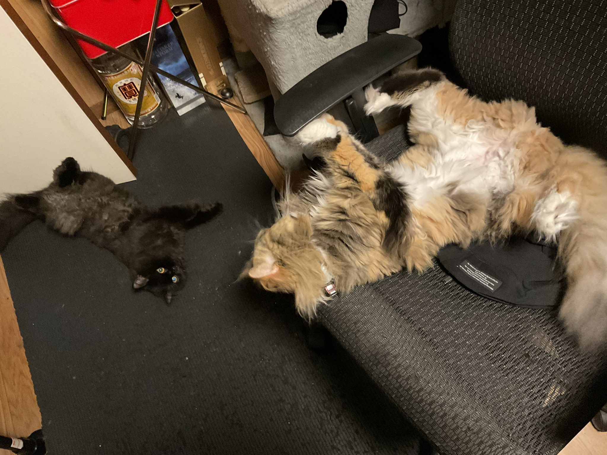 茶白です(*´꒳`*) しのしの✯⌁͛(⚫︎◕ ‧̫ ◕⚫︎)⚡︎✰◓ on X