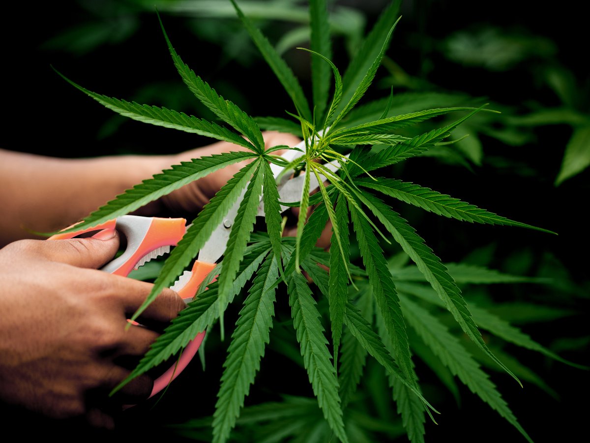 jmirpub's tweet image. JMIR Formative Res: Motives for Cannabis Use and Readiness to Change Among Users of the “Stop-Cannabis” Mobile App: Cluster Analysis dlvr.it/TNSLtb #CannabisUse #MentalHealth #BehaviorChange #MobileApp #SubstanceAbuse