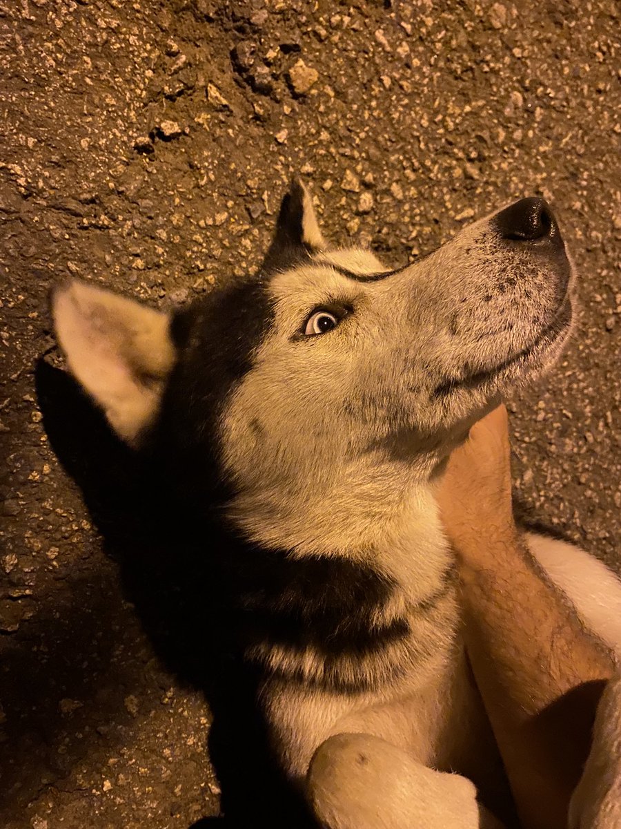 cubanmarcc's tweet image. oğlumla aramız bozuk 😔 #şimal #husky