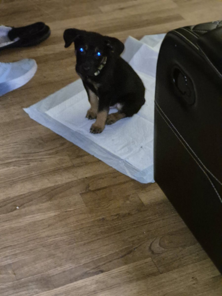 New family member of 💯