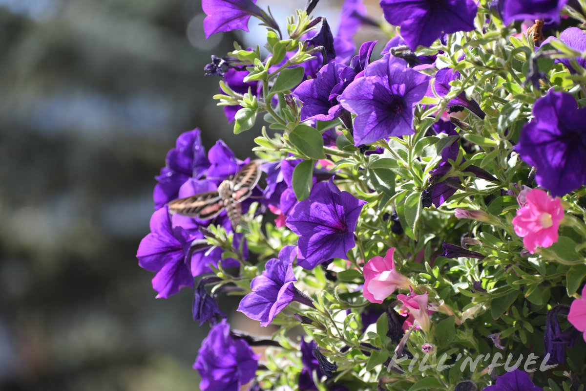 KillNFuel's tweet image. White-lined sphinx moth at rest.
#petunias #flowers #beautiful #plant #moth #beauty