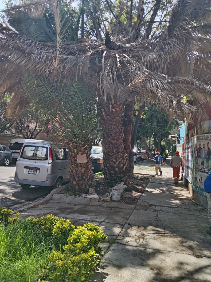Se levantó la hojarasca que cayó de la palmera en Pitágoras 560, Col. Narvarte,  <a href="/BJAlcaldia/">Alcaldía de Benito Juárez</a> 
#Narvarte 

➡️ Estamos trabajando en cada calle
➡️ En cada colonia
➡️ Para que nuestra alcaldía se mantenga limpia y en orden 🌿✨

#TuConcejalEnTuColonia