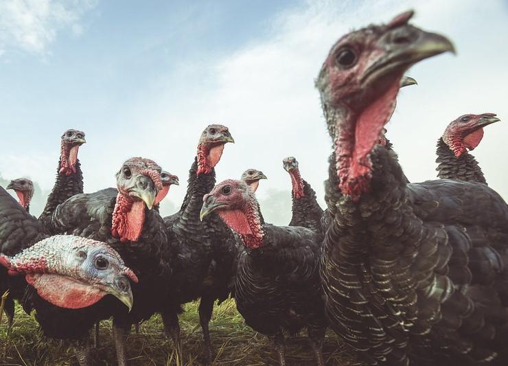 H5N1 outbreaks hit more commercial poultry in 3 states

Iowa, Minnesota, and Wisconsin reported fresh detections, part of rising activity over the past several weeks.

cidrap.umn.edu/avian-influenz…

Photo: Myles Tan / Flickr cc
