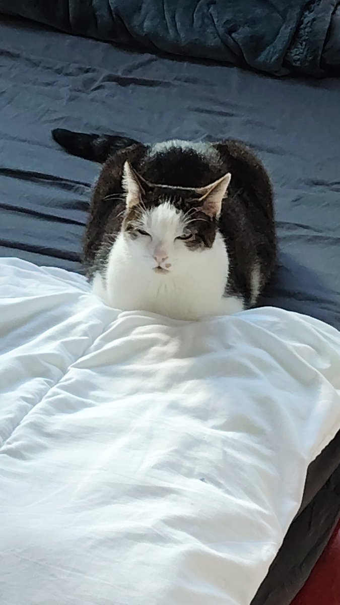 Druid_mon's tweet photo. Just a little cloud of contentment. ☁️🤍
#cute #cat https://t.co/hPw9C4MNnK