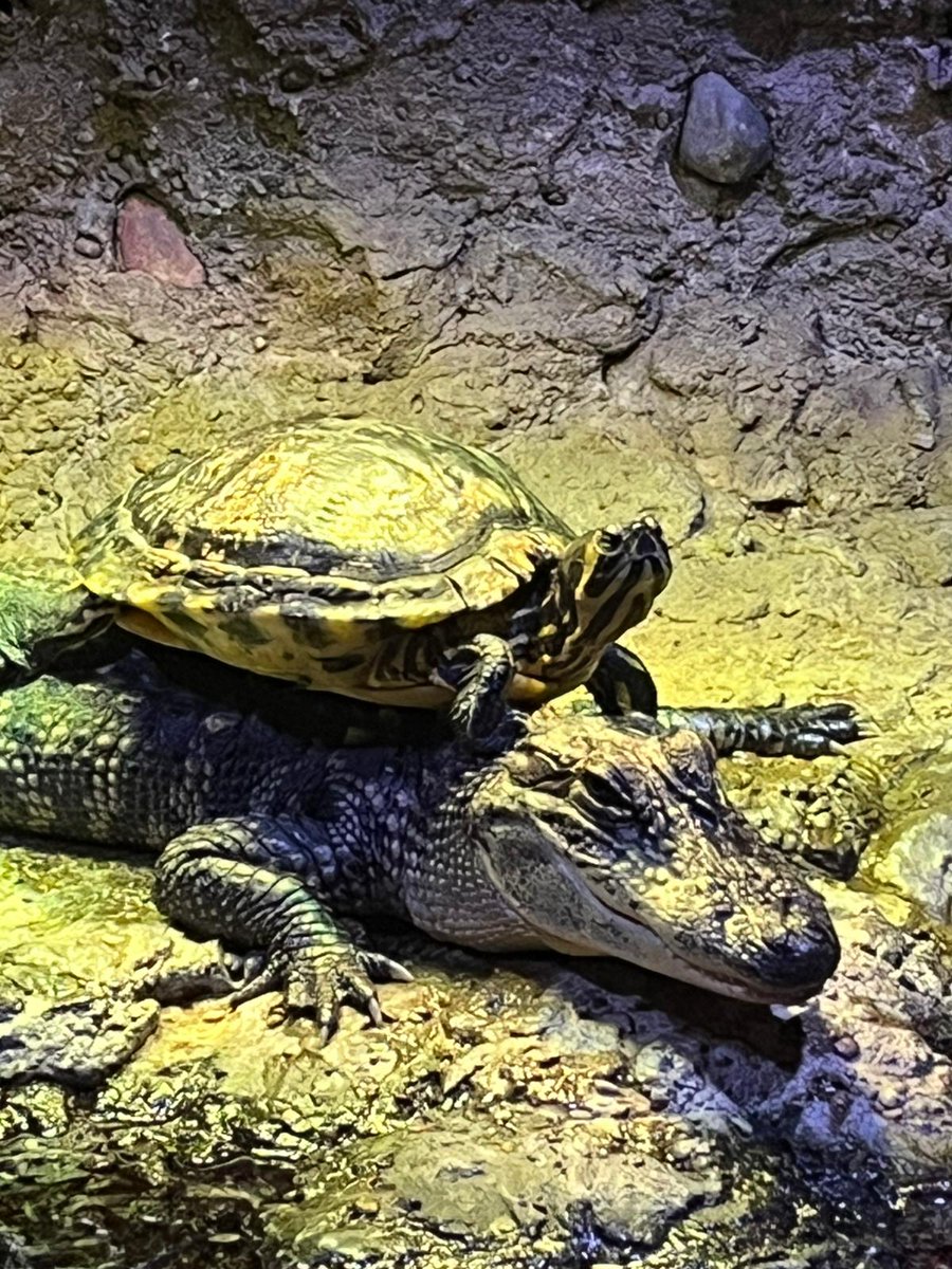 You always need a friend who turtlely has your back. 🐊🐢