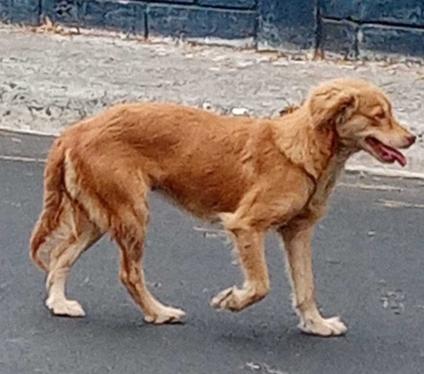 AlertaMePerdi's tweet photo. #ENCONTRADO #GUAYAQUIL
Fecha: 25/09/25
Sector: Sur, Coop. 9 de Octubre por Colegio Comisión de Tránsito.
Raza: Mestizo
Obsv.: Cafecito, tamaño algo pequeño.
Contacto: 0985520144
¡Ayúdalo a volver con su familia!
#AlertaMePerd https://t.co/dBmz5jMHLH