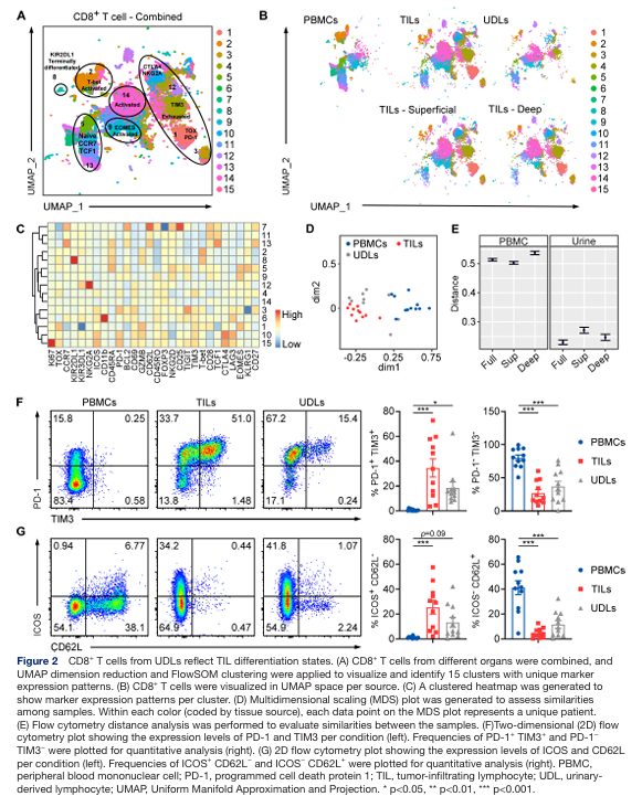 OhioStatePIIO's tweet photo. 🎉 Congrats to Dr. @DebSundi & team on their new @jitcancer publication!

This study shows that urine-derived #lymphocytes (#UDLs) can serve as a non-invasive #biomarker reflecting #tumor_infiltrating_lymphocytes (#TILs) & sex-based #immune differences in #bladder_cancer.

👉 https://t.co/DKUDOTrr5Q

@OSU_Urology @OSUCCC_James