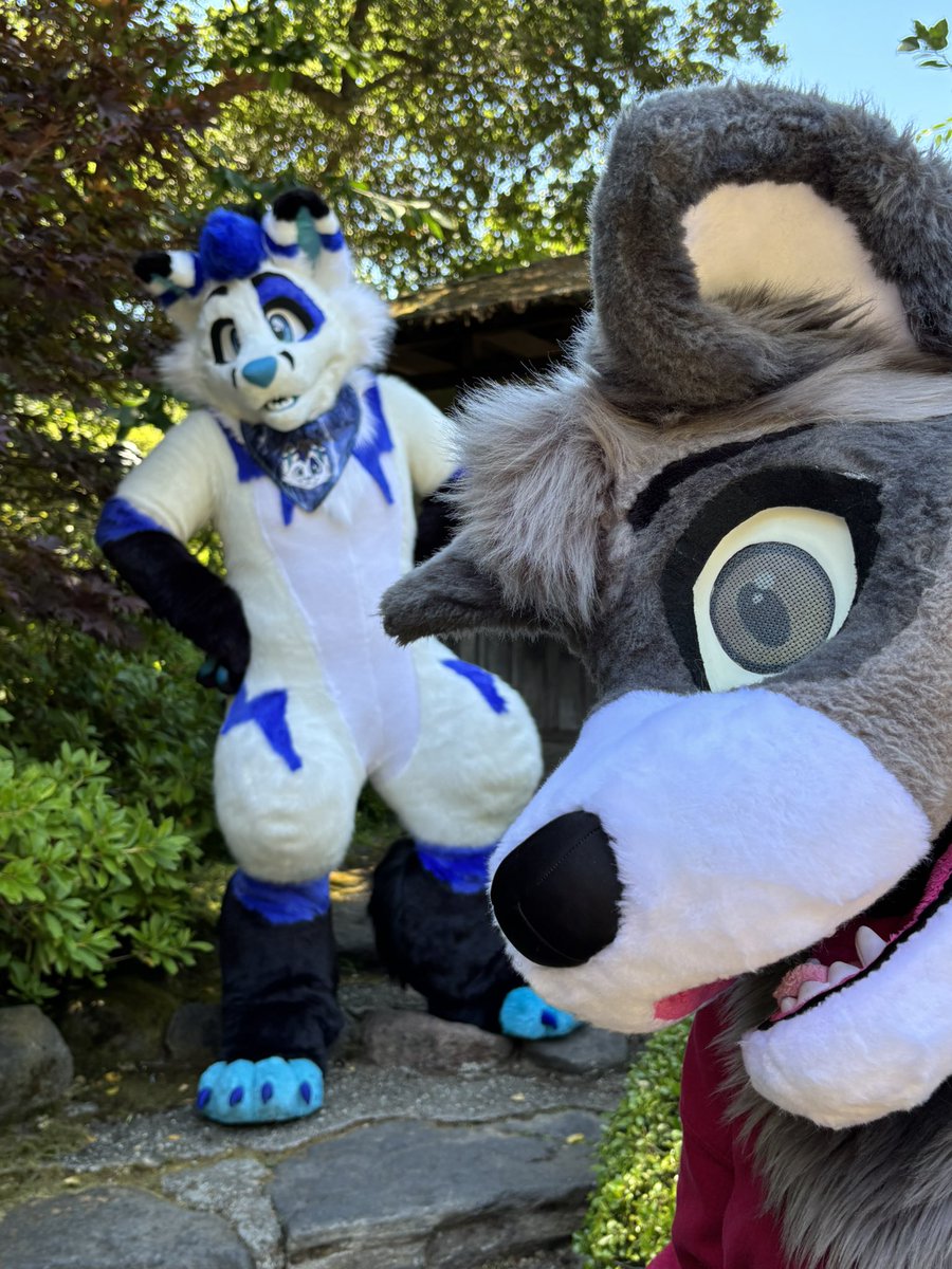 A story in 3 photos 

✂️ for both: <a href="/tiger_lagoon/">Tiger Lagoon</a> 
📸: <a href="/NWusky/">Musky Wusky! 🔜 BLFC</a> 💜

#FursuitFriday #furry #furryfandom #fursuit #fursuiter #fursuiting