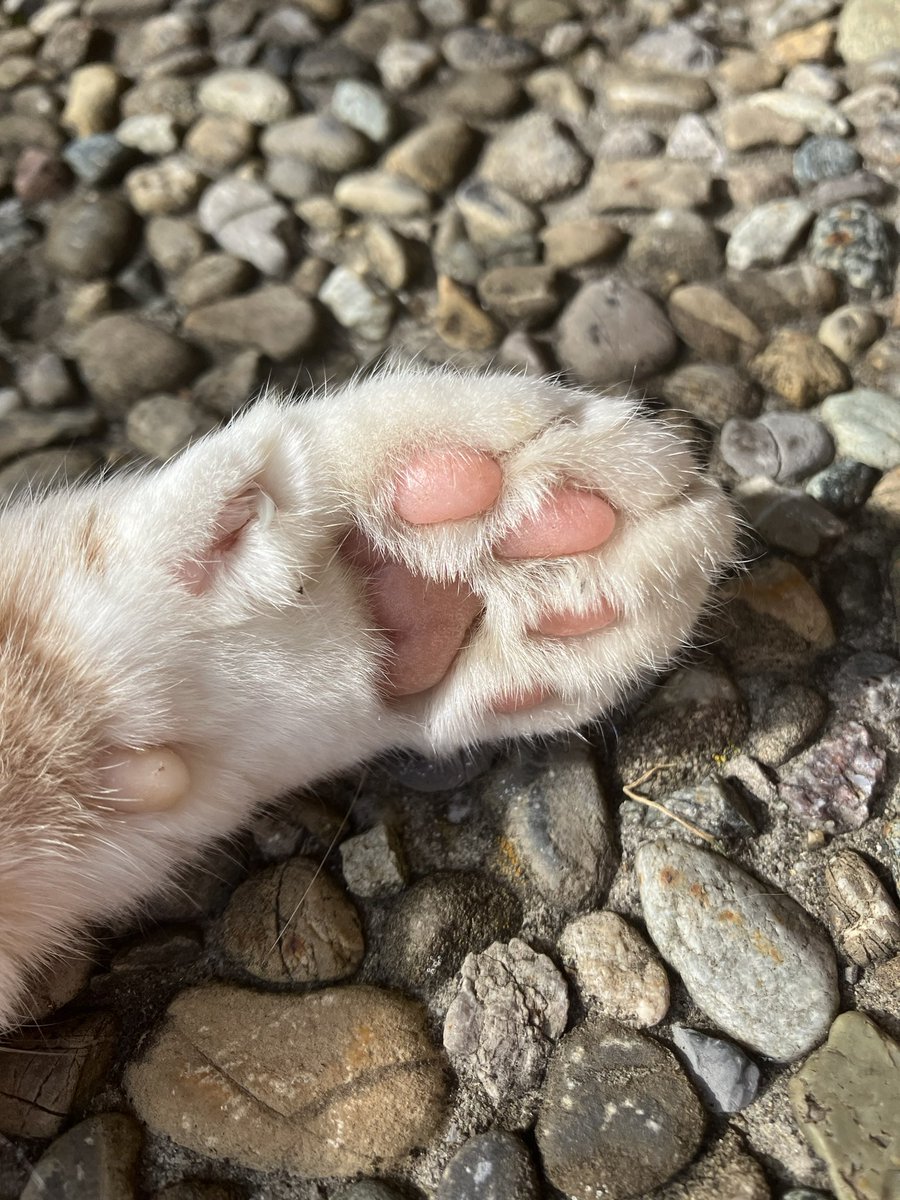 Juna ☆ 🩸 tweet media