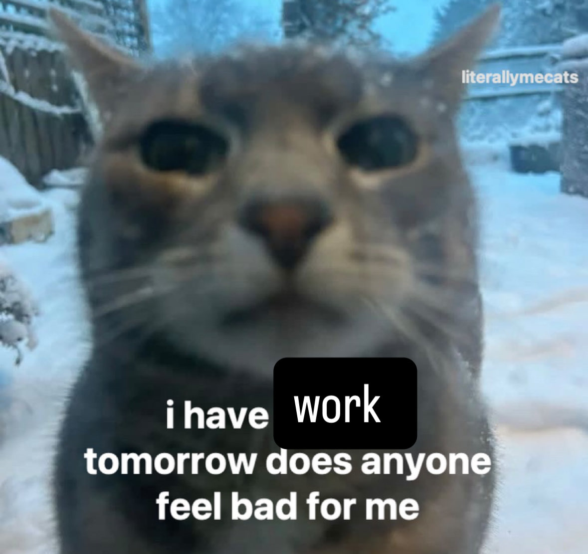 LiterallyMeCats (@literallymecats) on Twitter photo 